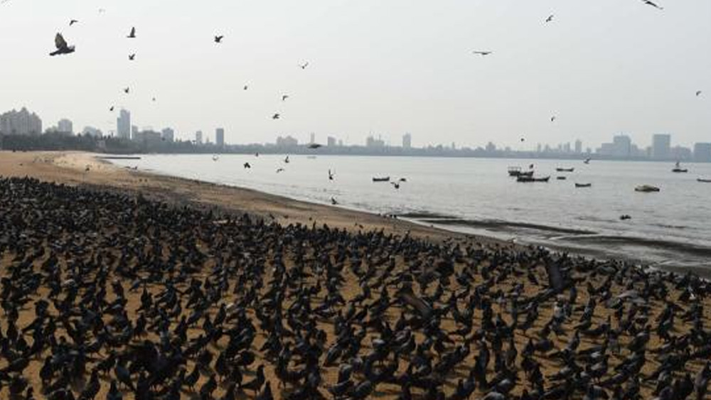 গিরগাঁও চৌপট্টির সৈকতেই লকডাউনের অন্য এক সকালে মেলা বসেছে পাখিদের।