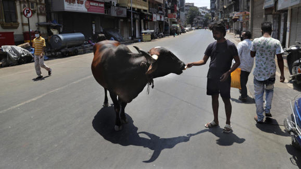 এই দুঃসময়ে যেন অভুক্ত থাকতে না হয় নিরীহ পোষ্যদেরও। লকডাউনের মধ্যে সে খেয়াল রাখছেন এই মুম্বইবাসী।