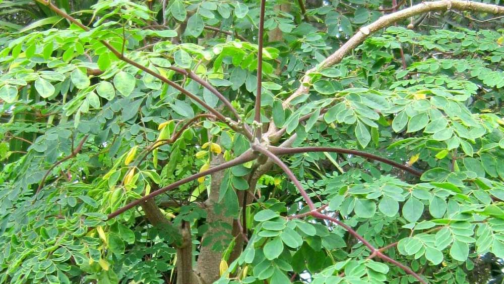 কী করবেন বুঝতে না পেয়ে বই ঘেঁটে একটা উপায় খুঁজে পান হরি নাথ। জাপানি এক বহু পুরনো বইয়ে তিনি উপশমের জন্য মরিঙ্গা নামে এক গাছের সন্ধান পান।