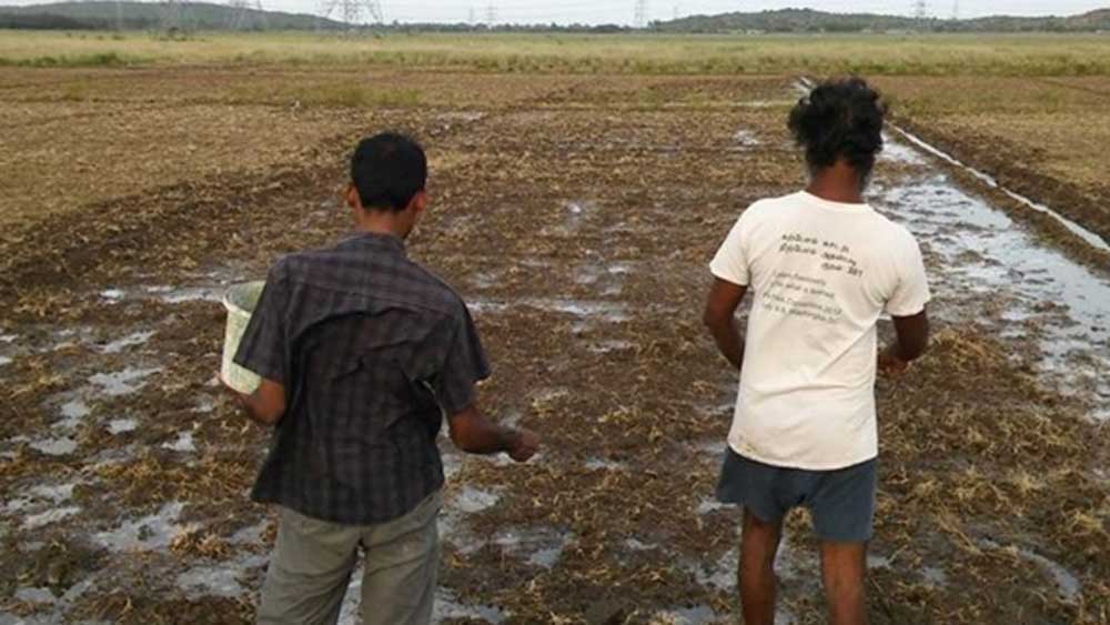 সার হিসাবে কাজে লাগান গোবর, গোমূত্র, সব্জির খোসা ইত্যাদি। আব্দুল কালাম সে দিন নিজের দেশে ফিরে আসার শর্ত না চাপালে হয়তো এই দিনটা কোনওদিন আসত না তাঁর জীবনে, মনে করেন হরি নাথ।