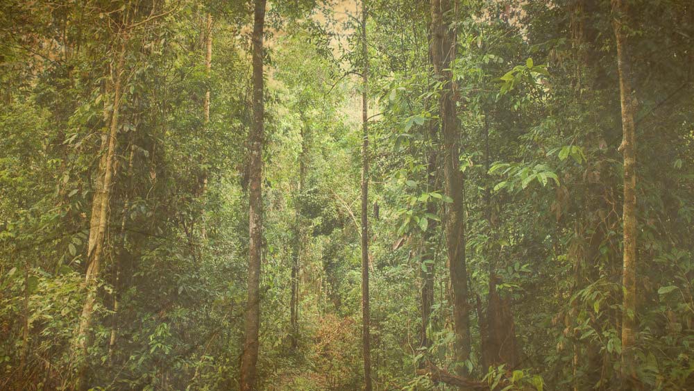 চৌরঙ্গীনাথের বাবা ছিলেন নাথ সম্প্রদায়ের গুরু। তিনি ছিলেন সংসারী শৈব যোগী। কিন্তু তাঁর ছেলের সংসারে মন ছিল না। তিনি আশৈশব ঘর ছেড়ে বাইরেই মুক্তির স্বাদ খুঁজে পেতেন। দিন কাটত বনে বনে।