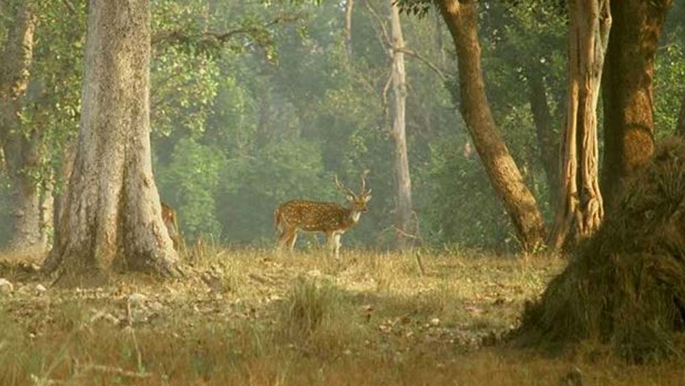বনের পশুপাখিদের কাছাকাছি থেকে তিনি ইষ্টস্মরণ করতেন। এক দিন বন থেকে ঘরে ফেরার সময় তাঁর সঙ্গী হল এক হরিণশাবক। কিছুতেই সে চৌরঙ্গীনাথকে ছেড়ে বনে ফিরে গেল না। ক্রমে সেই শাবকই হয়ে উঠল চৌরঙ্গীনাথের ধ্যানজ্ঞান।
