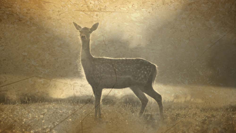 নিজের ভাইয়ের সাহায্যে সেই শাবককে এক জঙ্গলে ছেড়ে দিয়ে এলেন চৌরঙ্গীনাথের স্ত্রী। কিন্তু এতে ফল হল আরও বিরূপ। চৌরঙ্গীনাথ ঠিক করলেন তিনি পোষ্যের খোঁজে ঘর ছাড়বেন। এক দিন ছোট্ট ডিঙি সম্বল করে তিনি ভেসে পড়লেন ভাগীরথীতে।