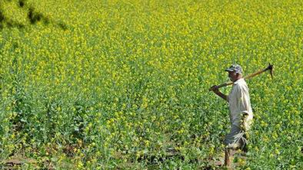 জমানো পুঁজি যেটুকু ছিল, সেটা দিয়েই জোধপুরের ওসিয়ান এবং তিনওয়ারি তেহসিলের ৮০টা গ্রামের ছয় হাজার পরিবারের কাছে রেশন পৌঁছে দেওয়ার পণ করেছেন তাঁরা।