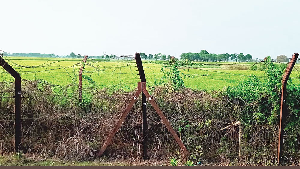 নষ্ট: পড়ে রয়েছে ফসল। নিজস্ব চিত্র