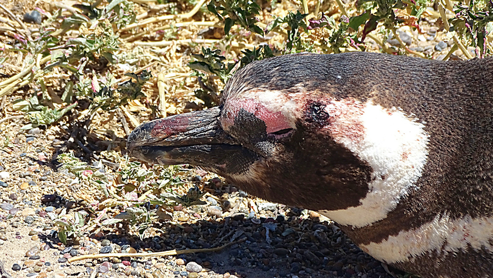 তাকে বাড়িতে নিয়ে আসেন জোয়াও। ধরেই নিয়েছিলেন বাঁচাতে পারবেন না। তবু ভাবলেন, এক বার চেষ্টা করে দেখতে ক্ষতি কোথায়! তিনি প্রথমে পেঙ্গুইনের সারা দেহ পরিষ্কার করলেন। তার পর শুরু করলেন পরিচর্যা।