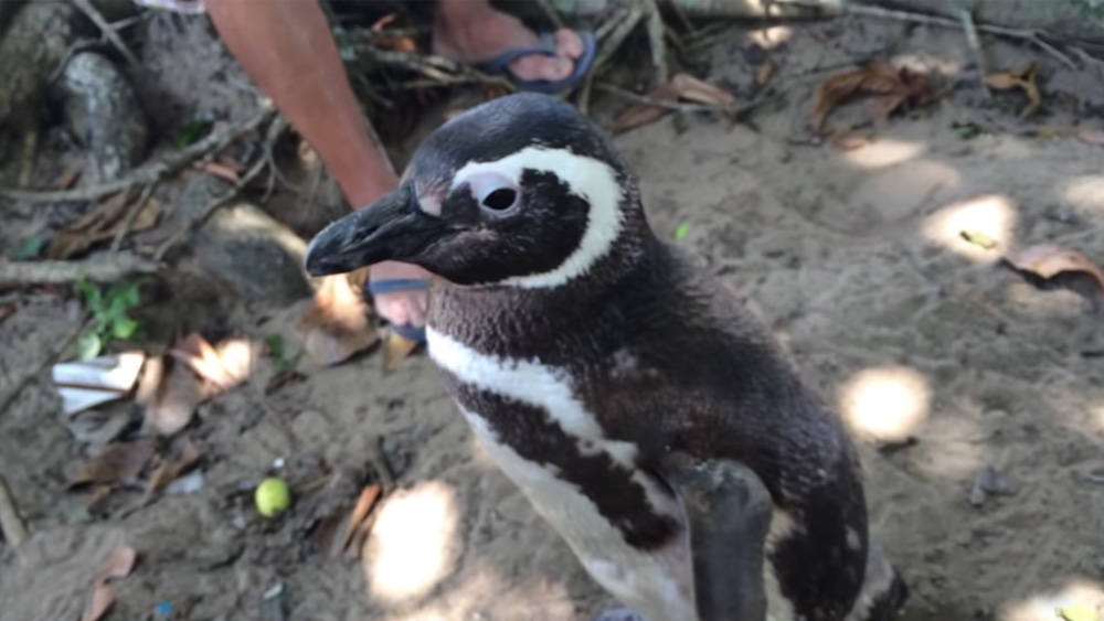 জোয়াওয়ের চেষ্টায় ফল মিলল। দিন কয়েকের মধ্যে সুস্থ হতে শুরু করল তাঁর নতুন বন্ধু। তত দিনে সে পেয়েছে নিজের নাম। জোয়াও তাঁকে আদর করে ডাকেন, ‘ডিনডিম’। কোথাও কোথাও আবার সোশ্যাল মিডিয়ায় সে ‘ডিমডিম’।