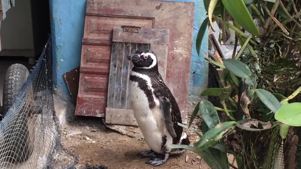 তেলের প্রলেপে ডিনডিমের দেহ থেকে সব পালক খসে গিয়েছিল। ধীরে ধীরে আবার নতুন পালক গজাতে শুরু করল। এগারো মাস তাকে নিজের কাছে রেখে যত্নআত্তি করলেন জোয়াও।