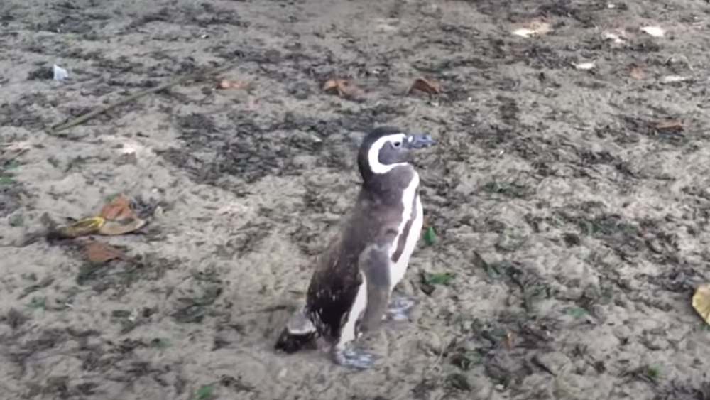 এ ভাবেই বেশ কাটছিল দিন। জোয়াও যেতেন মাছ ধরতে। কিছু মাছ বিক্রি করতেন। কিছু রাখতেন তাঁর আর ডিনডিমের জন্য। কিন্তু এক দিন সুর কাটল তাঁর সংসারে। হঠাৎই আবিষ্কার করলেন ডিমডিম তাঁকে ছেড়ে চলে গিয়েছে।