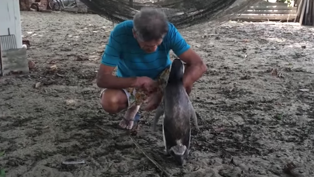 কিন্তু ডিনডিম সবাইকে ভুল প্রমাণ করল। চার বছর পর সে ফিরে এল জোয়াওয়ের কাছে। তার পর থেকে ফি বছর চলছে এই প্রত্যাবর্তন।