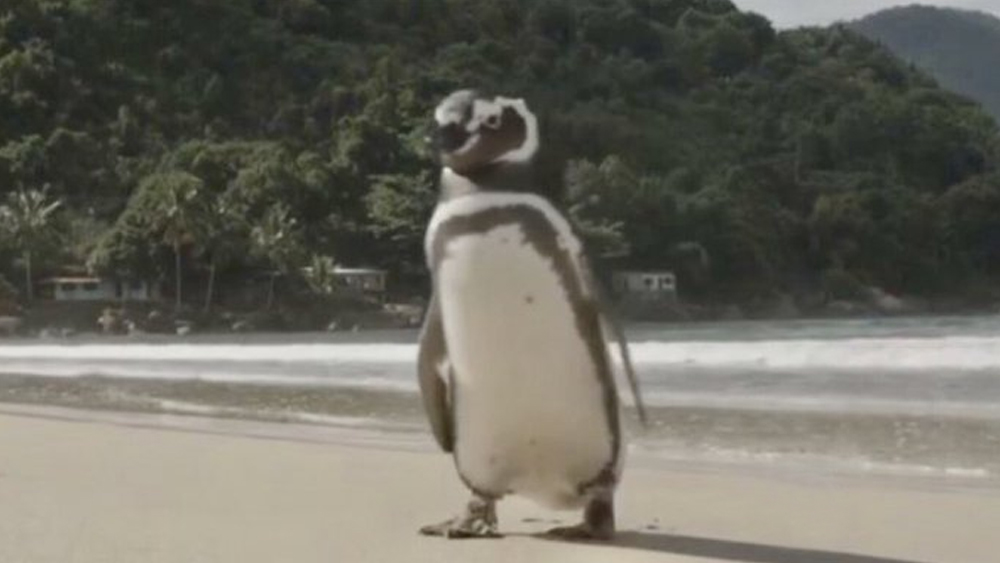 প্রতি বছর জুন মাসে সে জোয়াওয়ের কাছে আসে। থাকে ফেব্রুয়ারি অবধি। তার পর আবার চলে যায় নিজের ঠিকানায়। প্রতি বছরের অর্ধেক তার কাটে জোয়াওয়ের ঘরে। তাকে নতুন জীবন দিয়েছিলেন যিনি, তাঁকে সে ভোলেনি।