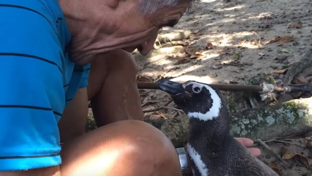 ডিনডিম এলে জোয়াওয়ের কাজ অনেক বেড়ে যায়। ডিনডিম অন্য কাউকে পছন্দ করে না। জোয়াও তাকে সার্ডিন মাছ খাওয়ায়। কোলে তুলে নেয়। স্নান করিয়ে দেয়। জোয়াওকে দেখলে সে লেজ নাড়তে থাকে। শব্দ করতে থাকে মুখ দিয়ে।