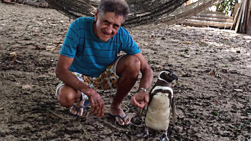 প্রাণীবিজ্ঞানীদের মতে, জোয়াওকে নিজের পরিবারের সদস্য বলে মনে করে ডিমডিম। তাই তার কাছে নিজেকে সবথেকে নিরাপদ বলে ভাবে। সাধারণত পেঙ্গুইনরা ২৫ বছর বয়স অবধি বাঁচে। দেখা গিয়েছে, তারা সারা জীবন নিজের সঙ্গীর প্রতি খুব বিশ্বস্ত থাকে।