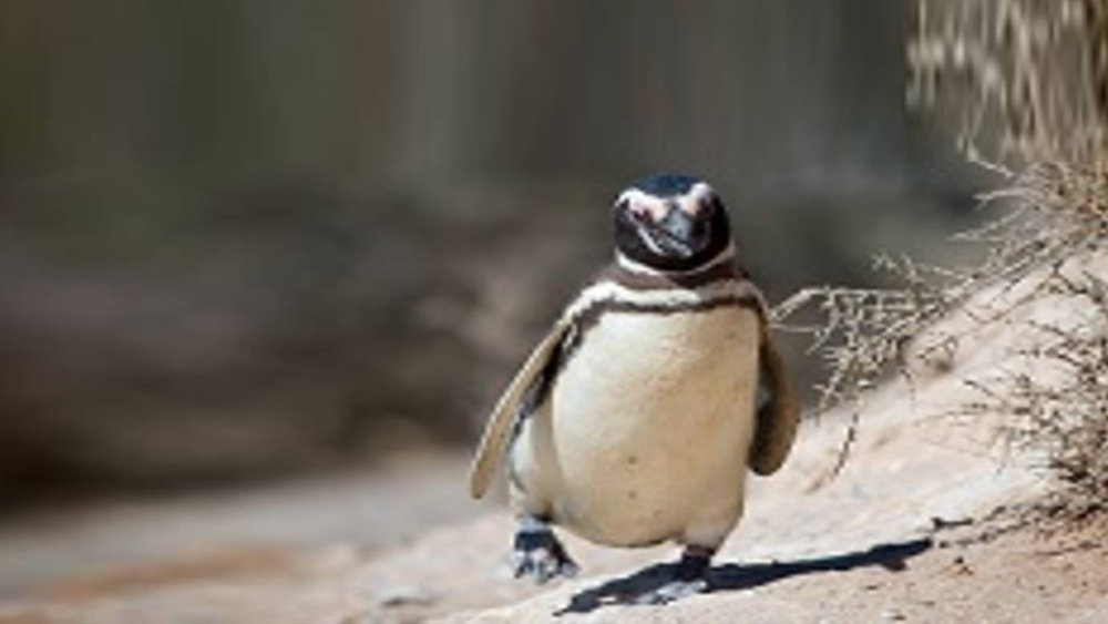 ডিনডিম কিন্তু দক্ষিণ মেরুর পেঙ্গুইন নয়। সে হল ম্যাগেলানিক পেঙ্গুইন। এই প্রজাতির বাস আর্জেন্তিনা, চিলে এবং ফকল্যান্ড দ্বীপপুঞ্জের উপকূলীয় অংশে।