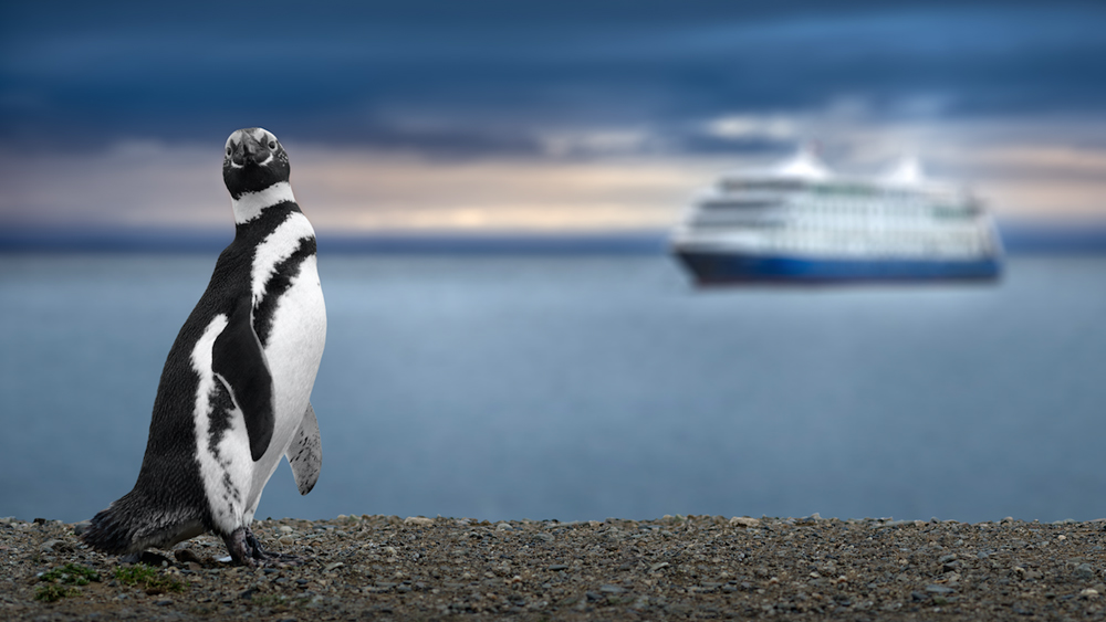 ডিনডিমও এ রকমই একটি পরিযায়ী পেঙ্গুইন। নিজের পরিযাণের পথে সে ঢাকা পড়েছিল তেলের প্রলেপে। হয়তো কোনও জাহাজ থেকে অসাবধানতায় সেই তেল বেরিয়ে মিশে গিয়েছিল সমুদ্রের জলে।