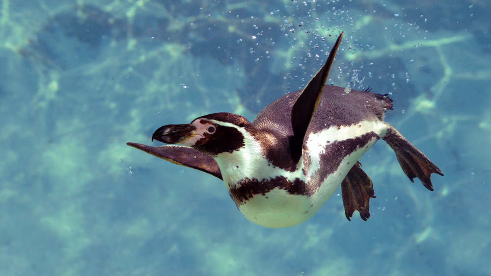 বন্ধু মৎস্যজীবীর কাছে আসার জন্য প্রতি বছর পথ চিনে সে রিওর সৈকতের ওই বিশেষ জায়গায় ফিরে আসে। (ছবি: শাটারস্টক, আইস্টক এবং সোশ্যাল মিডিয়া)