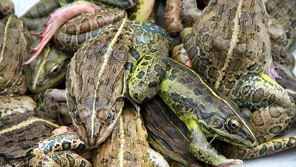 নিরাপত্তারক্ষীরা অনুমতি দিলে তবেই সেগুলো তাঁরা খেতে পারেন। রান্নার কোনও ব্যবস্থা নেই যদিও। ব্যাঙ, ইঁদুর, সাপ মেরে নাকি তাদের কাঁচা চিবিয়ে খেতে হয় বন্দিদের।