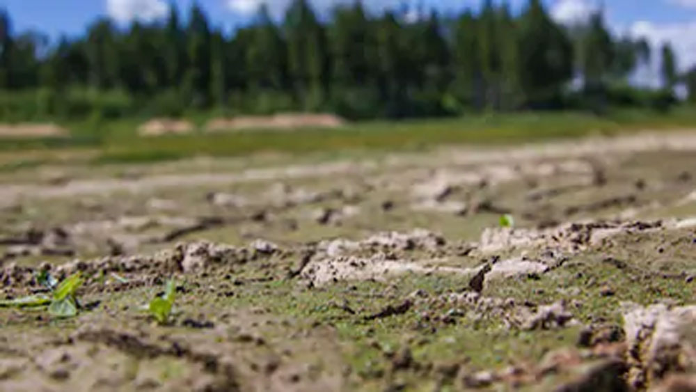 পাহাড়ি অনুর্বর জমিতে জৈব সারের কাজ করে এই মৃতদেহগুলো। সেই জমিতেই সব্জি ফলিয়ে ক্যাম্পের নিরাপত্তারক্ষীরা খেয়ে থাকেন বলে দাবি করেছেন ওই বন্দি।