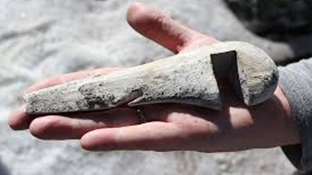 পাইলো জানিয়েছেন, গবাদি পশুদের বাছুর যাতে মায়ের দুধ খেতে না পারে, সে জন্য এই কাঠের টুকরোটি ব্যবহার করতেন সে যুগের মানুষ।