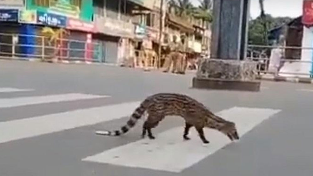 বিশ্বের বিভিন্ন প্রান্তে ফাঁকা রাস্তাঘাটে বিভিন্ন প্রাণী নির্ভয়ে ঘুরে বেড়াচ্ছে। সম্প্রতি এমনই এক সুন্দর অভিজ্ঞতার সাক্ষী হল দক্ষিণ আফ্রিকার ক্রুগের ন্যাশনাল পার্ক।