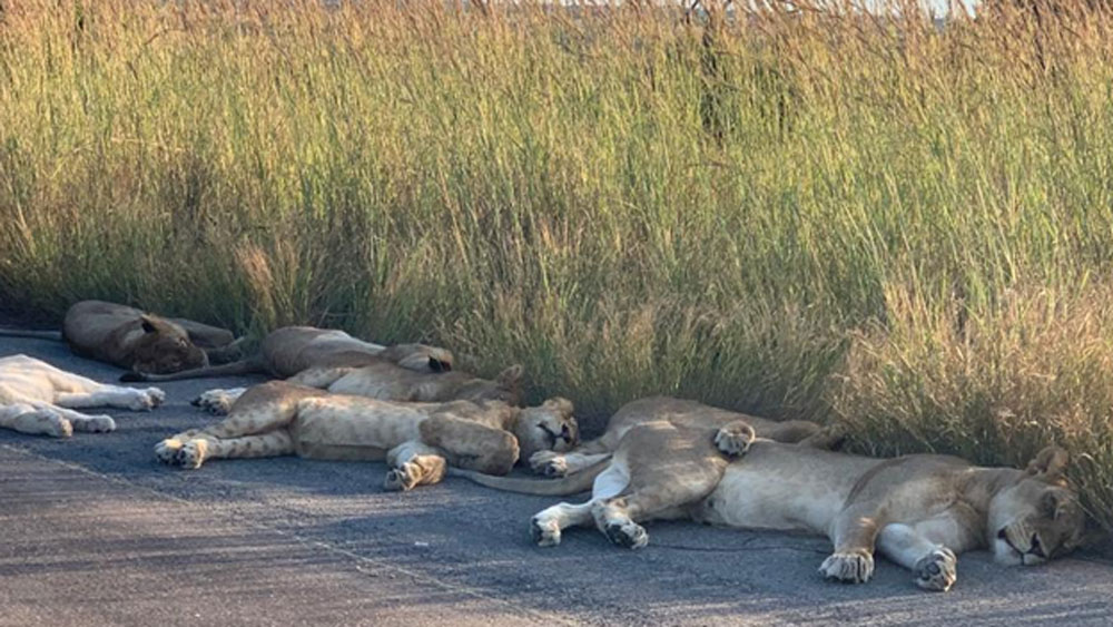 পার্কে রুটিন টহল দিতে গিয়ে বিরল দৃশ্য দেখলেন পার্ক রেঞ্জার রিচার্ড সৌরি। দেখেন, সেখানে পার্কের ভিতরে রাস্তা জুড়ে আরামে ঘুমচ্ছে সিংহের দল। পর্যটকদের জেরে নাজেহাল সিংহদের এর আগে কখনও দিনের বেলায় এ ভাবে রাস্তার উপর নিশ্চিন্তের ঘুম দিতে দেখেননি তিনি।