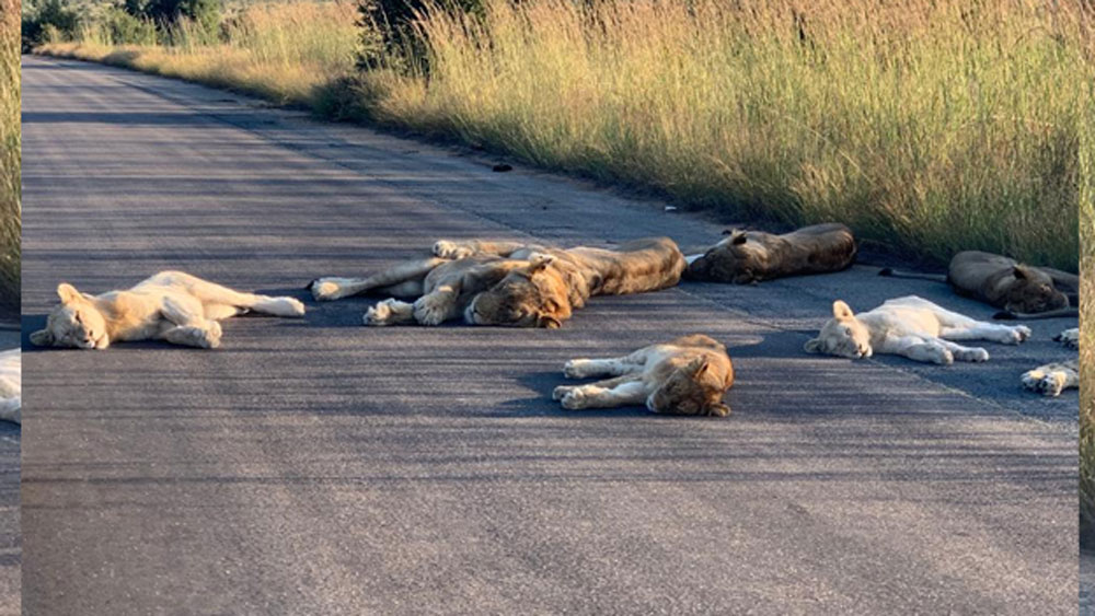 করোনাভাইরাসের জেরে দক্ষিণ আফ্রিকা জুড়ে গত ২৫ মার্চ থেকে লকডাউন শুরু হয়েছে। ক্রুগের ন্যাশনাল পার্কেও চলছে লকডাউন। কিন্তু পার্কের দেখভালের জন্য এবং বন্যপ্রাণীদের চোরাশিকারিদের হাত খেকে রক্ষা করার জন্য লকডাউনের মধ্যেও পার্ক রেঞ্জার রিচার্ড কর্তব্য পালন করে চলেছেন।