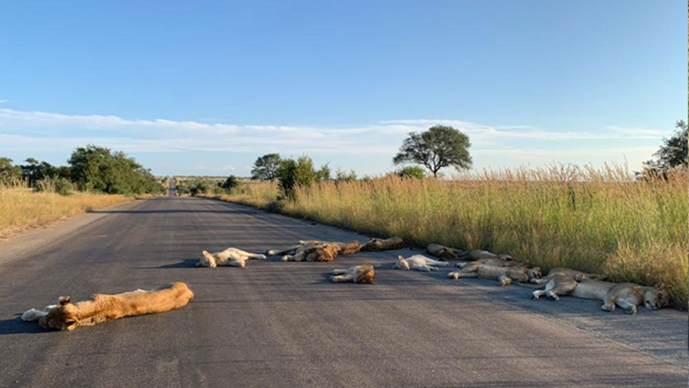 গত বুধবার তিনি টহল দিতে গাড়ি নিয়ে বার হন। তখনই পার্কের ভিতরে রাস্তার উপর এমন বিরল দৃশ্য দেখে থমকে যান। সিংহদের থেকে মাত্র পাঁচ মিটার দূরত্বে গাড়ি থামিয়ে মোবাইল ফোনে কতগুলো ছবি তুলে ফেলেন।