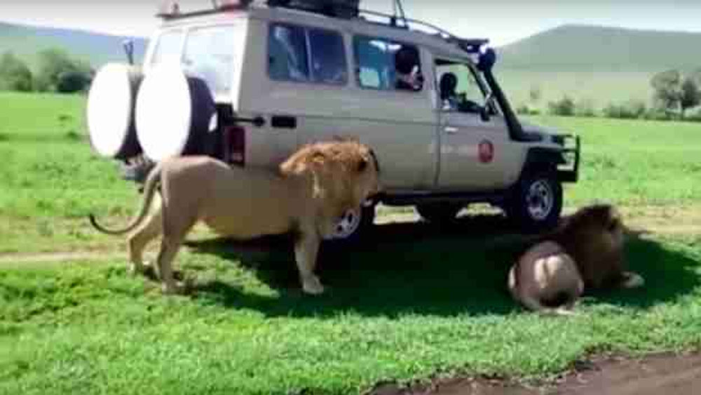 রিচার্ড জানান, সাধারণত মানুষদের গাড়িতে দেখতেই অভ্যস্ত বন্যপ্রাণীরা। সে কারণে এত কাছে গাড়ি নিয়ে গেলেও ভয়ের কিছু দেখছিল না তারা। নিশ্চিন্তে ঘুম দিচ্ছিল।