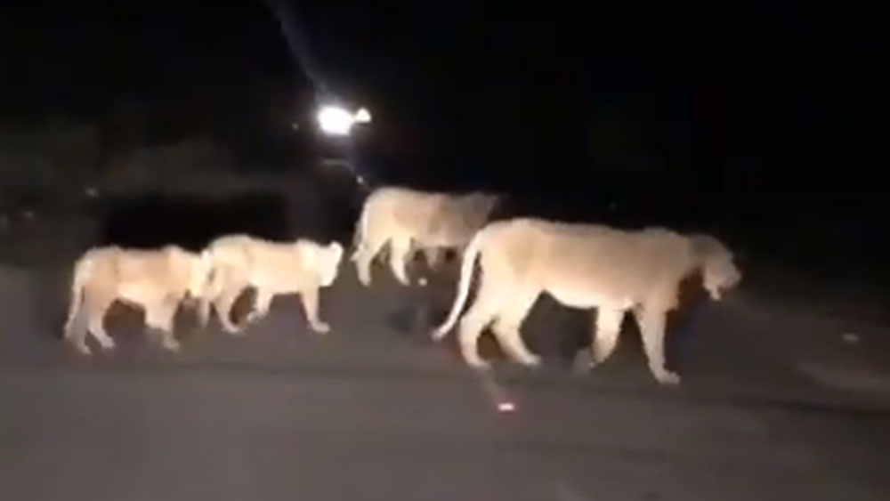 এর আগেও অনেক বার রাস্তার উপর সিংহের দলকে শুয়ে থাকতে দেখেছেন রিচার্ড। তবে সেটা সাধারণত শীতকালে এবং রাতে। কারণ রাস্তার পিচ অনেক রাত পর্যন্ত গরম থাকে, তাই শীতে সন্ধ্যা নামার পর সিংহের দল গা গরম করতে রাস্তায় এসে শুয়ে থাকে অনেক সময়ই।