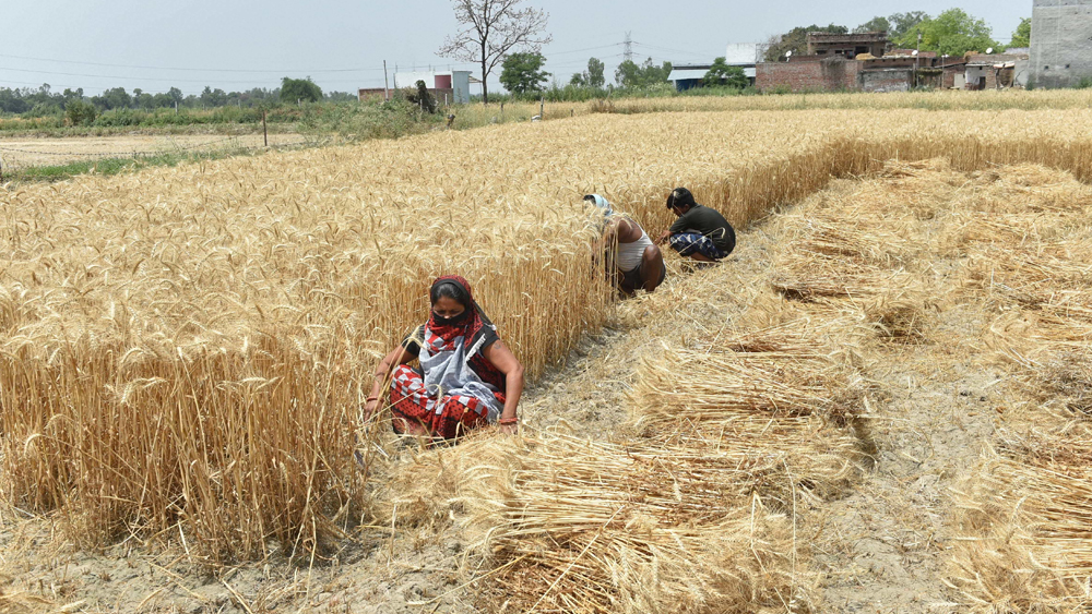 সমস্ত কৃষি ও উদ্যান পালনের কাজকর্মে কোনও বাধা থাকছে না সোমবার থেকে। অর্থাৎ রবিশষ্য কাটা এবং ঘরে তোলায় আর কোনও বাধা থাকছে না। পশুপালনকেও রাখা হচ্ছে এই তালিকায়।
