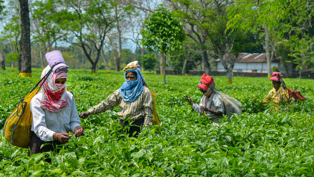 পশ্চিমবঙ্গে চা-কফি চাষে আগেই লকডাউনের নিয়মকানুন কিছুটা শিথিল করা হয়েছিল। কেন্দ্রের বিজ্ঞপ্তিতেও চা-কফির সঙ্গে রবার চাষে ছাড় দেওয়া হয়েছে।