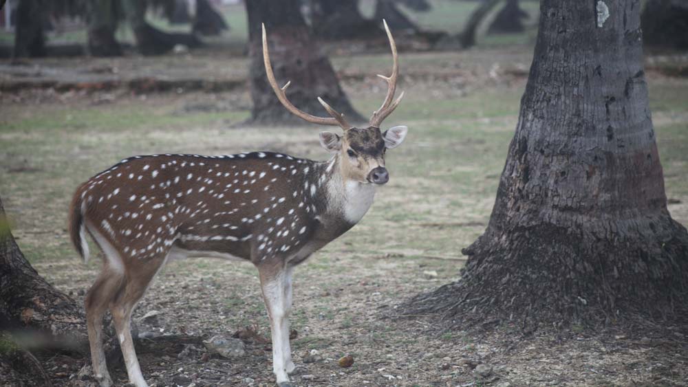 রস আইল্যান্ডের বাসিন্দা এখন একপাল হরিণ। বিশ শতকের গোড়ায় হরিণদের সেখানে রাখা হয়েছিল ব্রিটিশদের শিকার শিকার খেলার জন্য। সেই খেলা বন্ধ হয়েছে বহু দিন। দ্বীপের সবুজকে আশ্রয় করে অতীত কারাগারে নিভৃতবাস করছে হরিণের দল।
