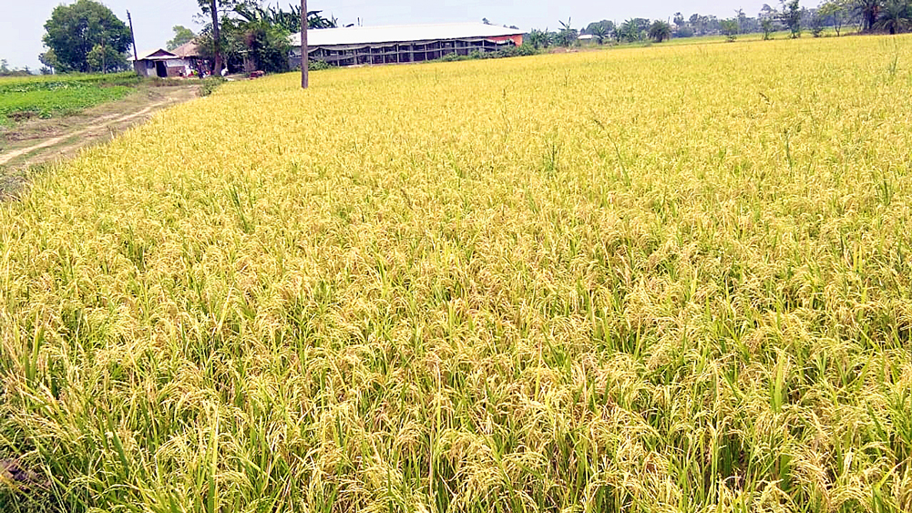 কাটার অপেক্ষায়। ছবি: জাভেদ আরফিন মণ্ডল