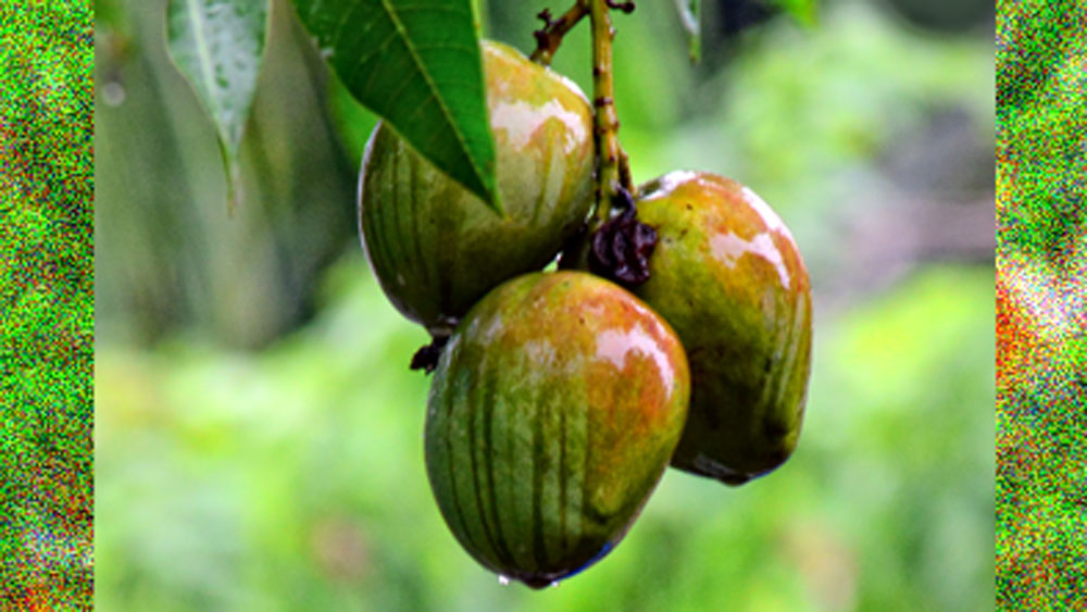 তামিলনাড়ুর রাজাপালায়ামে তাঁর পারিবারিক চাষের জমি রয়েছে। প্রায় ১০ একরের ওই জমির দেড় একর অংশে শুধু মাত্র আম চাষ হয়।