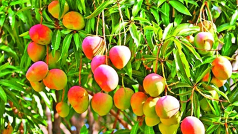 নানা প্রজাতির আম গাছ সেখানে রয়েছে। খুব ছোট থেকে তাই বিভিন্ন প্রজাতির আম দেখে এবং খেয়ে বড় হয়েছেন তিনি।