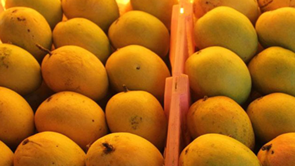 নব্বইয়ে দশকে পেরিয়াকুলামের হর্টিকালচার কলেজ অ্যান্ড রিসার্চ ইনস্টিটিউট ‘পুলিয়ারি’ নামে এক আমের প্রজাতিকে বিলুপ্ত ঘোষণা করে। এটা ছিল সম্পূর্ণ দেশীয় আমের একটি প্রজাতি।