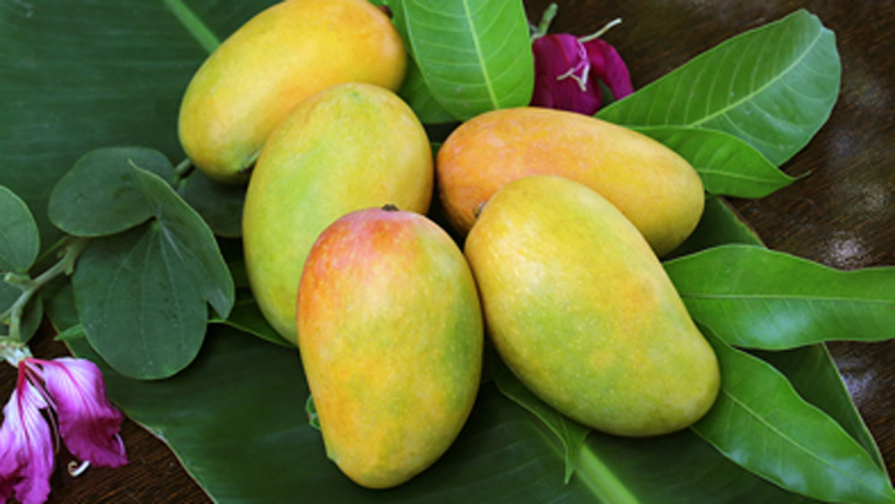 কেএস জগন্নাথ রাজার মনে ছিল, এক সময় এই আমের গাছ তাঁদের জমিতেও ছিল। গাছ থেকে আম পেড়ে ছোটবেলায় অনেক পুলিয়ারি আম খেয়েওছিলেন তিনি।