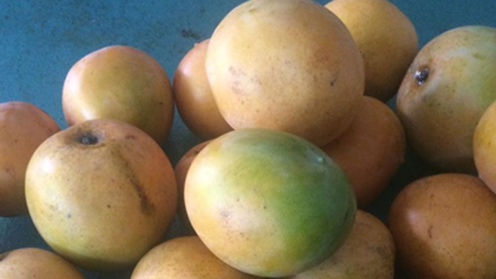 পরিবারের বড়দের কাছ থেকে শোনা কথাগুলো তাঁর মনে ছিল। তিনি জানতেন, এখনও হয়তো খুঁজলে তাঁদের জমিতে অন্তত একটা এই প্রজাতির গাছ পাওয়া যাবে।