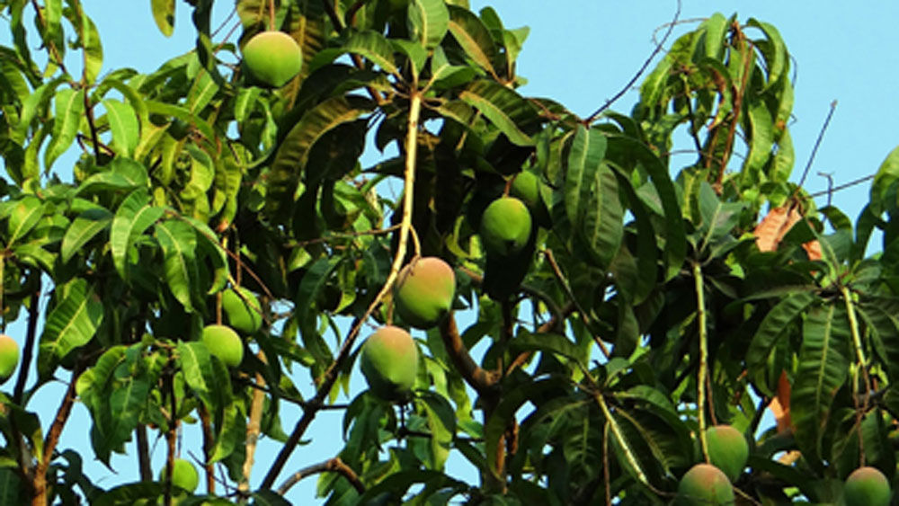 খুঁজেও পান তিনি। প্রজাতিটাকে সংরক্ষণ করার জন্য প্রথমেই দরকার ছিল এর চারা বানানোর। গ্রাফ্টিংয়ের মাধ্যমে ২০০৩ সালে এই প্রজাতির আমের চারা তৈরি করেন তিনি।