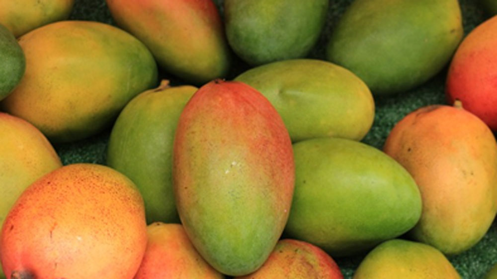 গ্রাফ্টিংয়ের মাধ্যমে ঠিকঠাক চারা পেতে প্রায় দু’বছর সময় লেগেছিল তাঁর। তার পর প্রথমেই যেটা করেন, একটা চারা নিয়ে তামিলনাড়ুর হর্টিকালচার ইনস্টিটিউটে পৌঁছে যান। বিলুপ্ত ঘোষিত এমন একটা প্রজাতিকে চোখের সামনে দেখে রীতিমতো তাজ্জব হয়ে যান গবেষকরা।