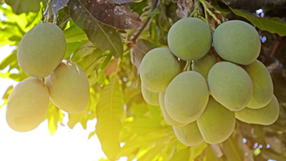 এই প্রজাতির আরও চারা বানিয়ে তিনি পার্শ্ববর্তী আমচাষীদের মধ্যে বিনামূল্যে বিতরণ করেন।