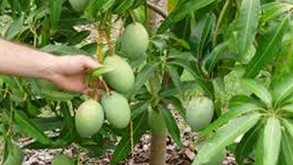 এই মুহূর্তে পোট্টালাম, পঞ্চভরনম, বাঙ্গানাপাল্লি-র মতো বিপন্ন আমের প্রজাতিদেরও বাঁচানোর আপ্রাণ চেষ্টা করে চলেছেন তিনি।