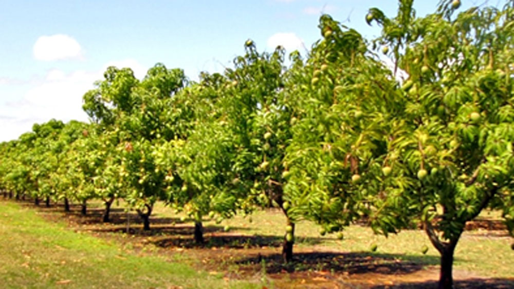 তাঁর পারিবারিক চাষের জমিতে এখন প্রায় ১৫ প্রজাতির ২৫ হাজার আমগাছ রয়েছে।