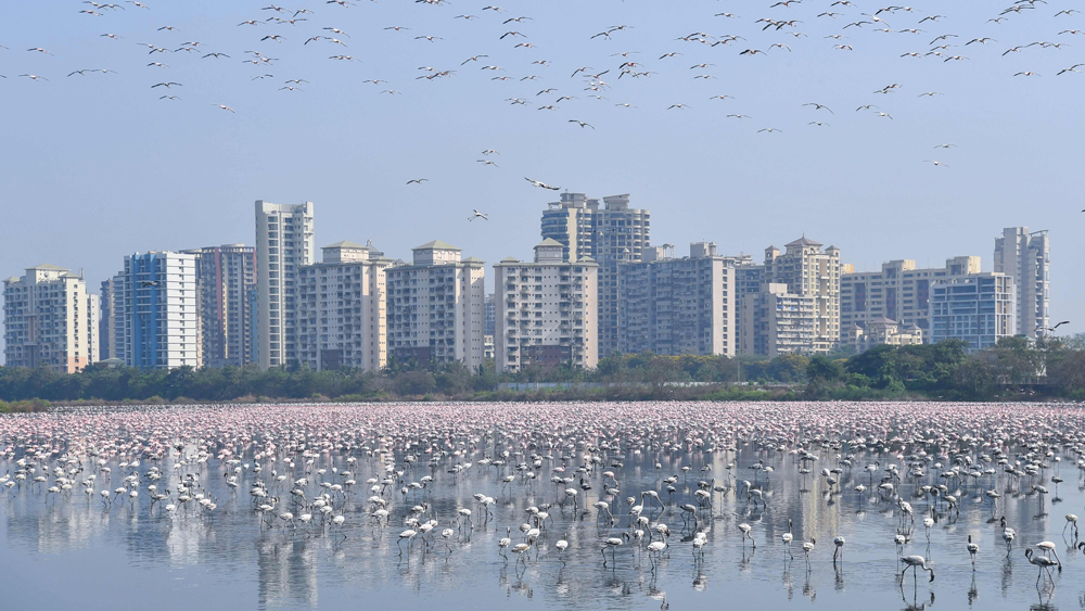 এখন সেখানে জলচর পাখিদের মেলা বসে দিনভর। ঘরের পাশেই প্রকৃতির এই অবাধ হাজিরা ভুলতে বসেছিল মুম্বইবাসী।
