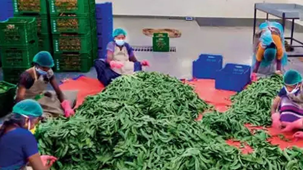 এর ফলে সাতারার ৪০টি ওয়ার্ডের দরজায় দরজায় পৌঁছে যাচ্ছে তাজা সব্জি। সরাসরি জমি থেকেই সেগুলো সংগ্রহ করা হচ্ছে। তার জন্য বাসিন্দাদের বাজারে গিয়ে ভিড় বাড়াতে হচ্ছে না, তেমনই চাষিদেরও বিক্রি করতে বাইরে বার হতে হচ্ছে না। বাড়ি বসেই তাঁরা ফসলের দাম পাচ্ছেন।