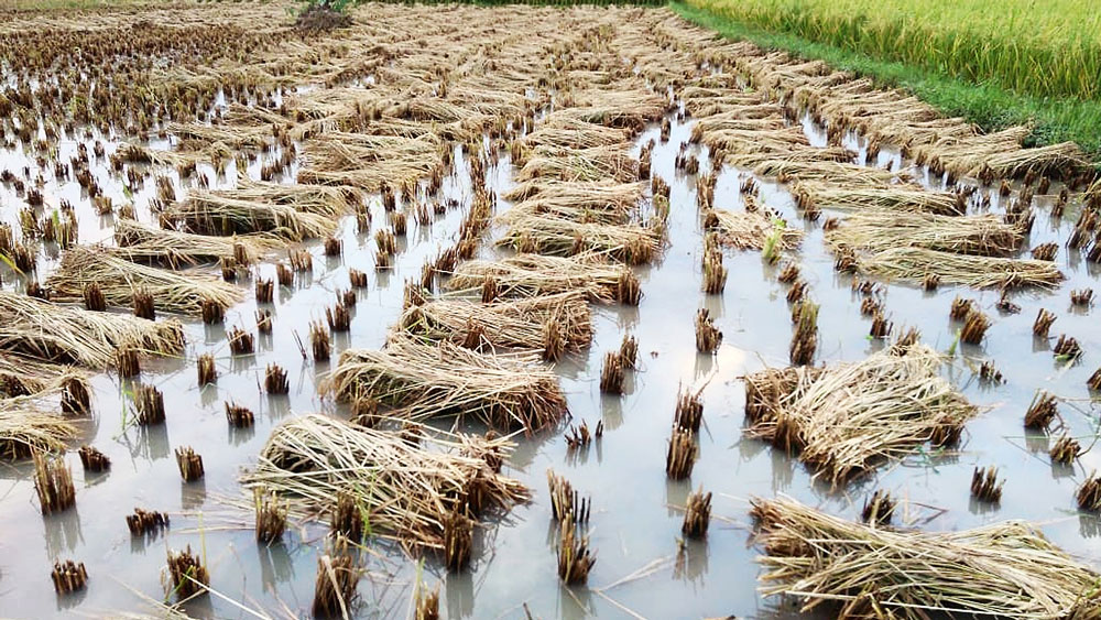 Coronavirus Lockdown: Farmers worry about their farming process due to arrival of Cyclone