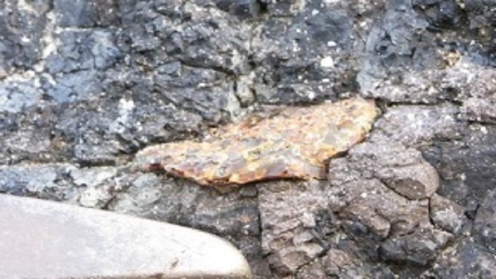 গত বৃহস্পতিবার ‘সায়েন্টিফিক রিপোর্টস’-এ নিজেদের গবেষণা প্রকাশ করেছেন তাঁরা। প্রকাশ করেছেন বেশ কিছু ছবিও। তাতে দেখা গিয়েছে, একে অপরের সঙ্গে লেপ্টে রয়েছে দু’টি মাছি।