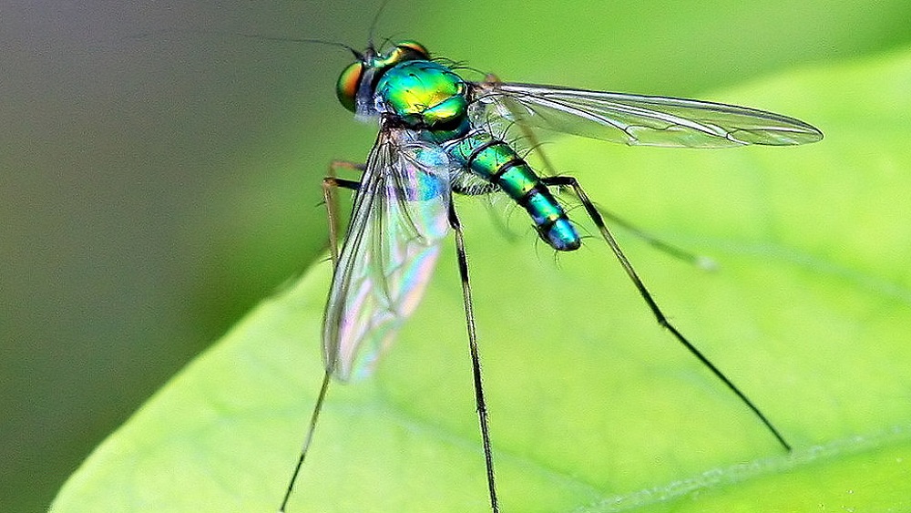 ওই মাছি দু’টি ডলিকোপোডিডে প্রজাতির বলে জানা গিয়েছে। সাধারণ মাছির তুলনায় এদের পা বেশ লম্বা। সঙ্গমরত অবস্থায় গাছ থেকে বের হওয়া আঠালো রসে চাপা পড়ে তাদের মৃত্যু হয় বলে জানা গিয়েছে।