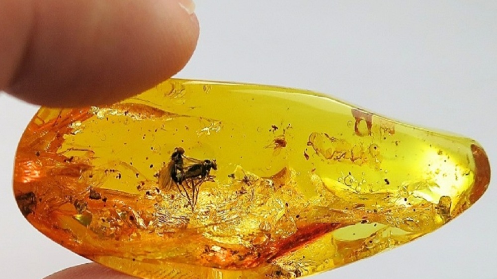 তবে জীবিত অবস্থায় মাছি দু’টির মধ্যে সঙ্গম না-ও ঘটে থাকতে পারে বলে জানিয়েছেন স্টিলওয়েল। তাঁর যুক্তি, হতে পারে, একসঙ্গে এমন ভাবে রসে চাপা পড়ে মাছি দু’টি, যা দেখলে তারা সঙ্গমরত ছিল বলে মনে হতে পারে। এই বিষয়টিকে তিনি ‘ফ্রোজেন বিহেভিয়ার’ বলে উল্লেখ করেছেন।