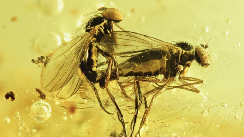 সঙ্গমরত অবস্থায় মাছি দু’টি চাপা পড়ে বলে মানতে নারাজ ইউনিভার্সিটি অব উইসকনসিনের জীবাশ্মবিদ ভিক্টোরিয়া ম্যাকয়ও। তাঁর মতে, হতে পারে প্রথমে একটি মাছি গাছের রসে আটকে যায়। উৎসাহ বশে সেই অবস্থায় তার সঙ্গে সঙ্গমে লিপ্ত হতে গিয়ে দ্বিতীয় মাছিটিরও একই অবস্থা হয়।